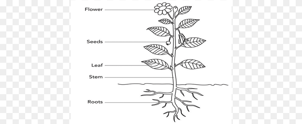 Parts Of A Flowering Plant Classification Of Vegetables According To Parts Of, Art, Drawing Free Png