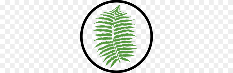 Parts Of A Plant Clipart, Fern, Person, Face, Head Png