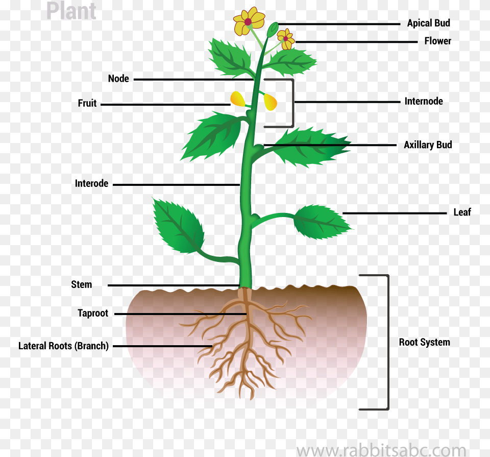 Parts Of A Plant Plants, Root, Flower, Herbal, Herbs Free Png