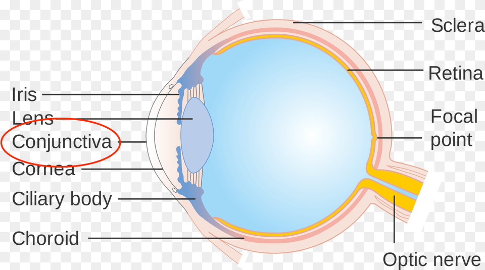 Parts Of Eye Eye, Sphere, Bow, Weapon Png Image