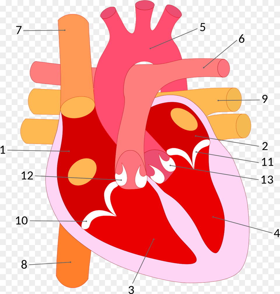 Parts Of Heart Transparent, Body Part, Hand, Person, Dynamite Free Png