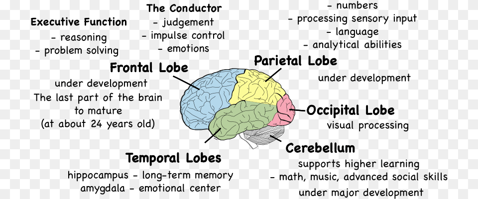 Parts Of The Brain And What They, Ct Scan, Animal, Reptile, Sea Life Png