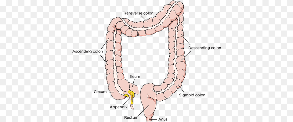 Parts Of The Colon Colon Resection, Accessories, Jewelry, Necklace, Bead Png