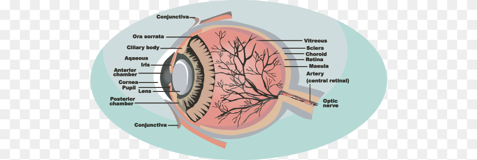 Parts Of The Eye Bucket Bag Handbag Eye Nurse Anatomy Optometrist Doctor, Disk, Diagram, Machine, Wheel Png