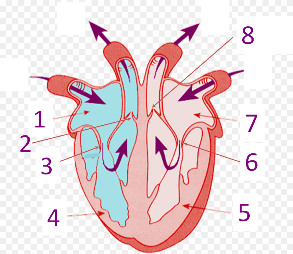 Parts Of The Heart Proprofs Quiz Structure Of Heart Without Labelling, Dynamite, Weapon Free Png Download