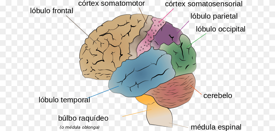 Parts Of The Human Brain, Baby, Person, Face, Head Free Transparent Png