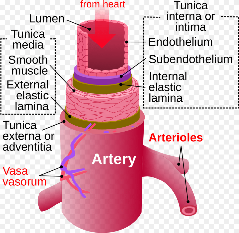 Parts Of The Vein, Birthday Cake, Cake, Cream, Dessert Free Png