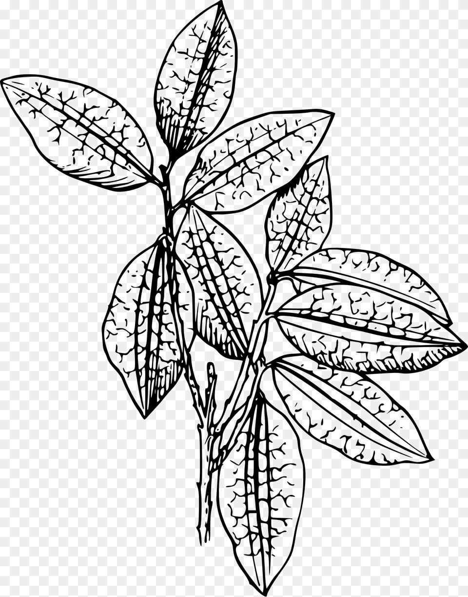Parts Of Tomato Plant Clipart Black And White Collection, Art, Leaf, Drawing, Doodle Png