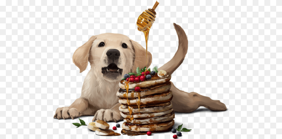 Party Labrador Retriever, Animal, Canine, Dog, Mammal Png
