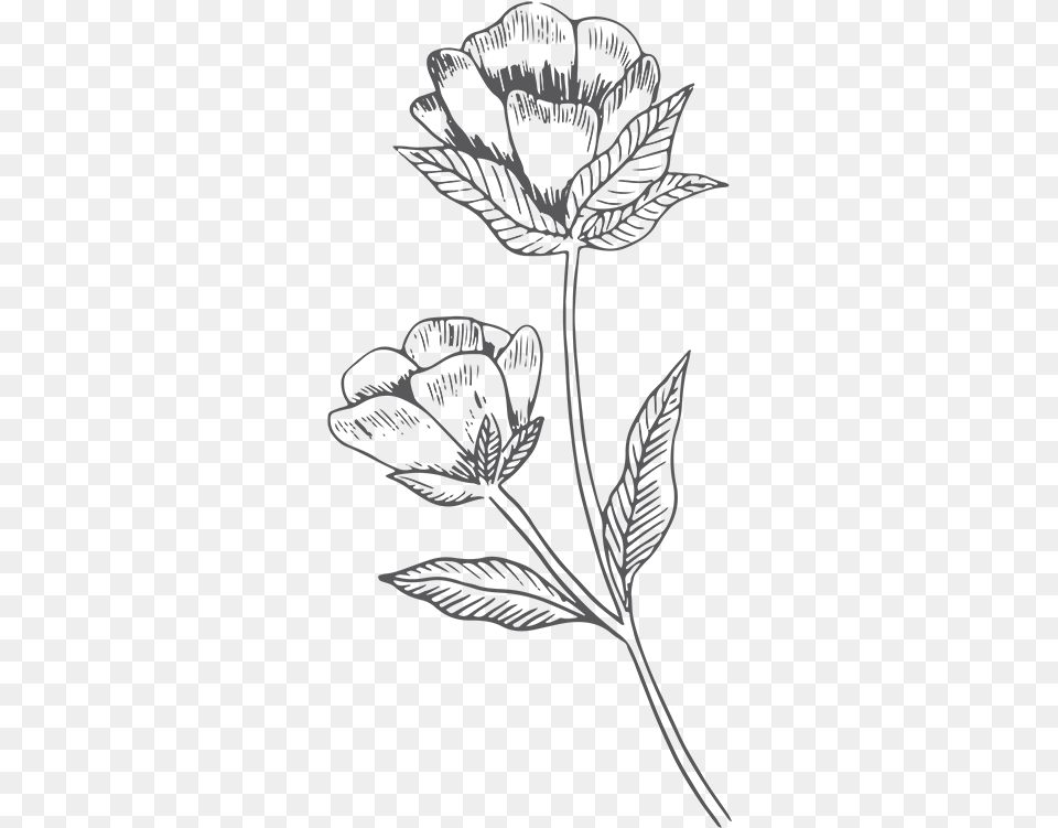 Pasqueflower, Art, Drawing, Leaf, Plant Free Transparent Png