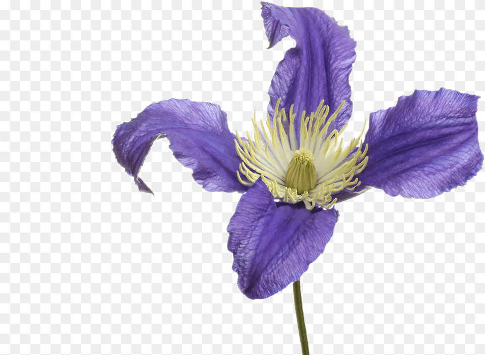 Pasqueflower, Flower, Iris, Petal, Plant Free Png