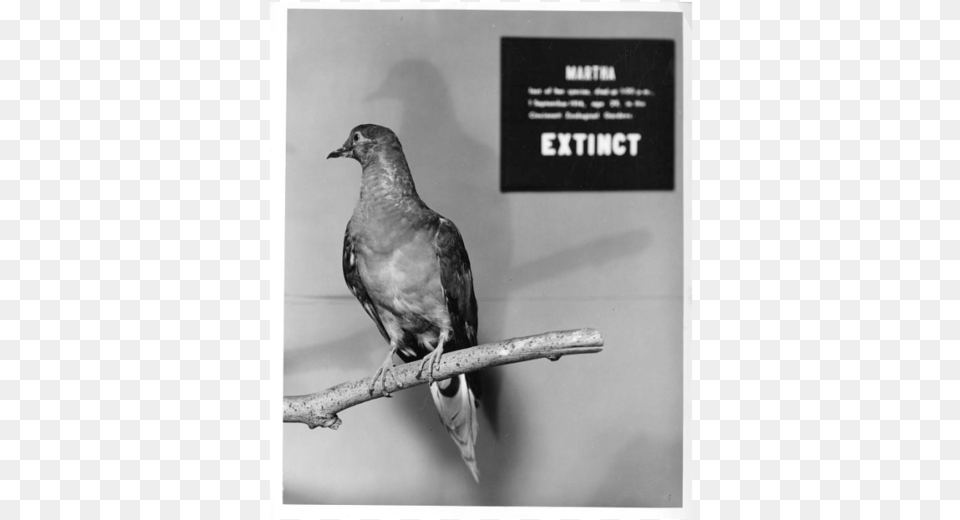 Passenger Pigeon Extinct Date, Animal, Bird, Dove Free Png Download