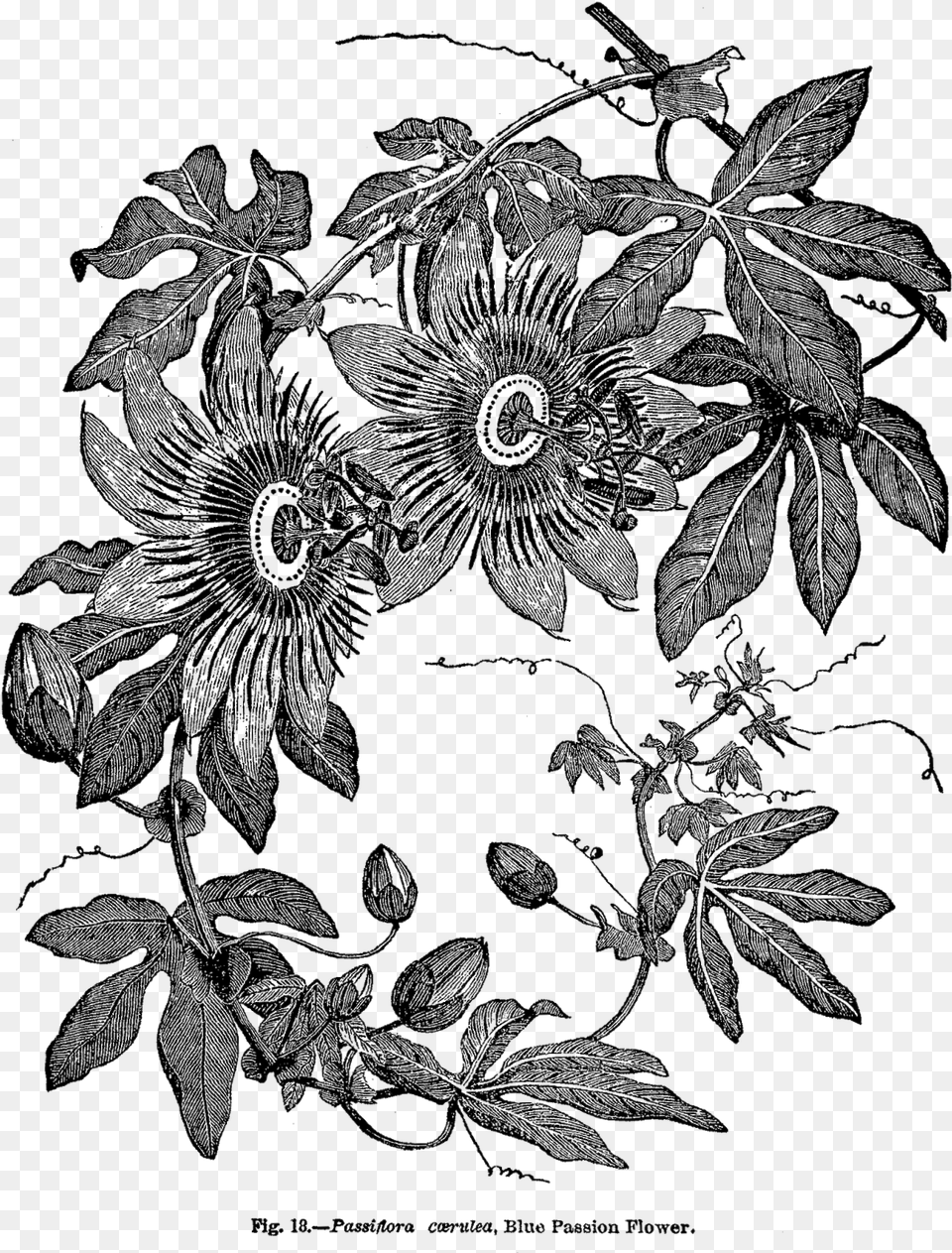 Passion Flower Botanical Print Black And White, Art, Floral Design, Graphics, Pattern Free Transparent Png