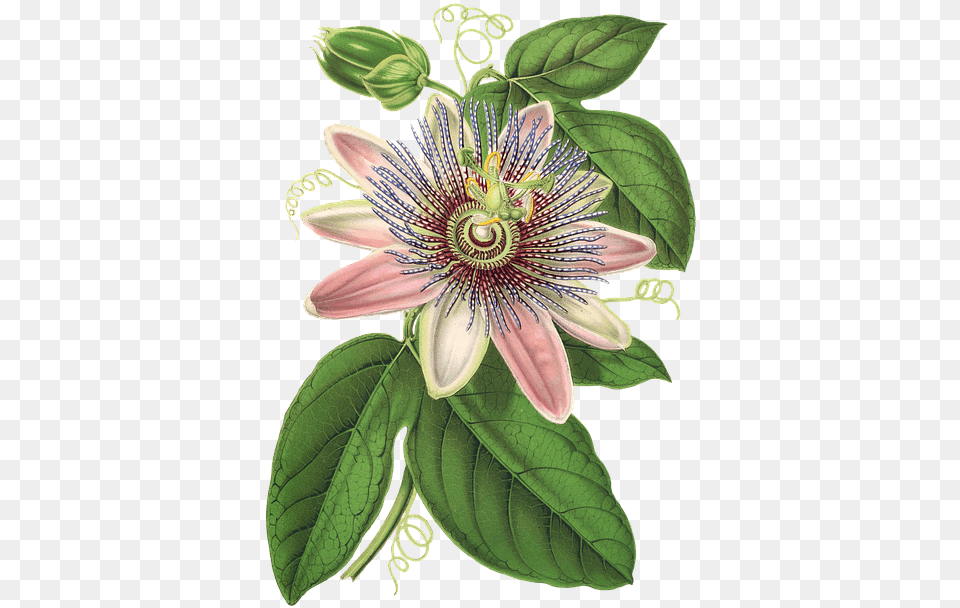 Passion Flower Flower Plant Blossom Bloom Vintage Passion Flower, Anther, Pattern Free Png