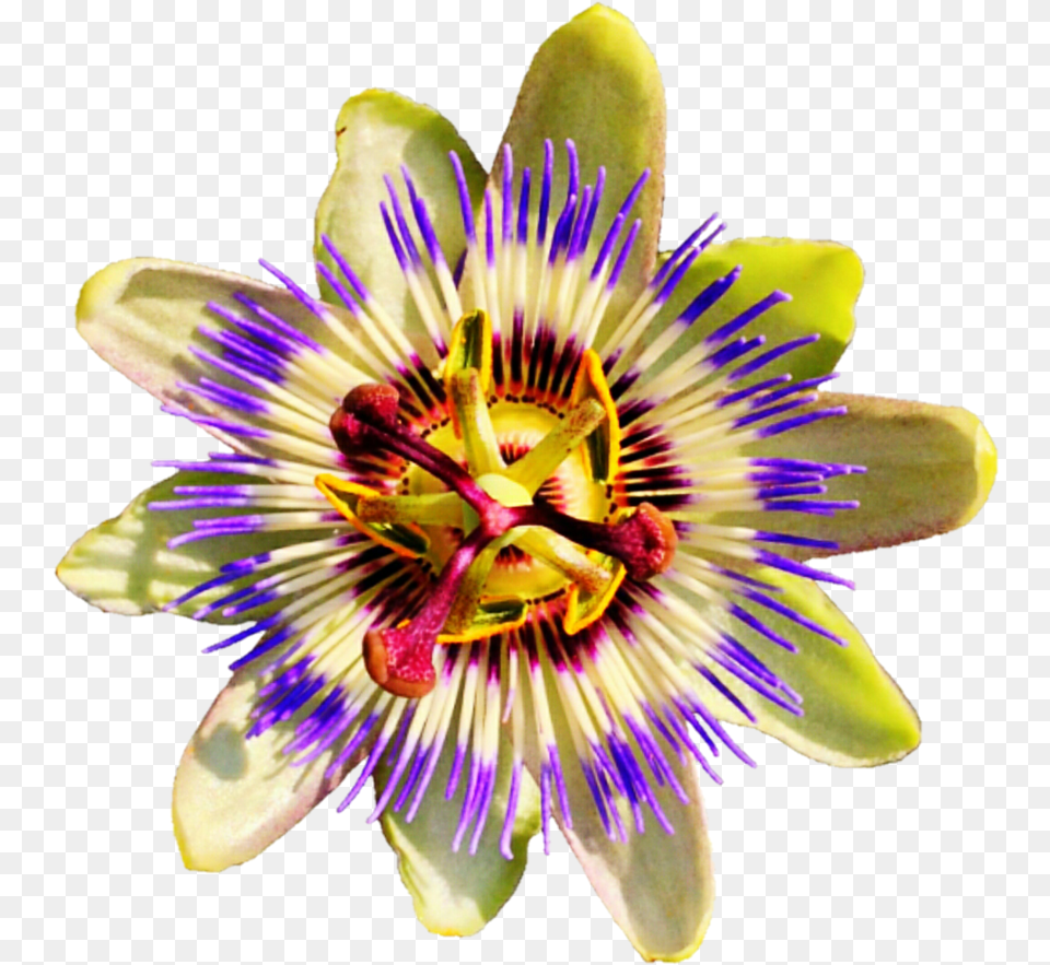 Passion Flower No Background Hd Passion Fruit Flower, Anther, Plant, Pollen, Petal Free Png