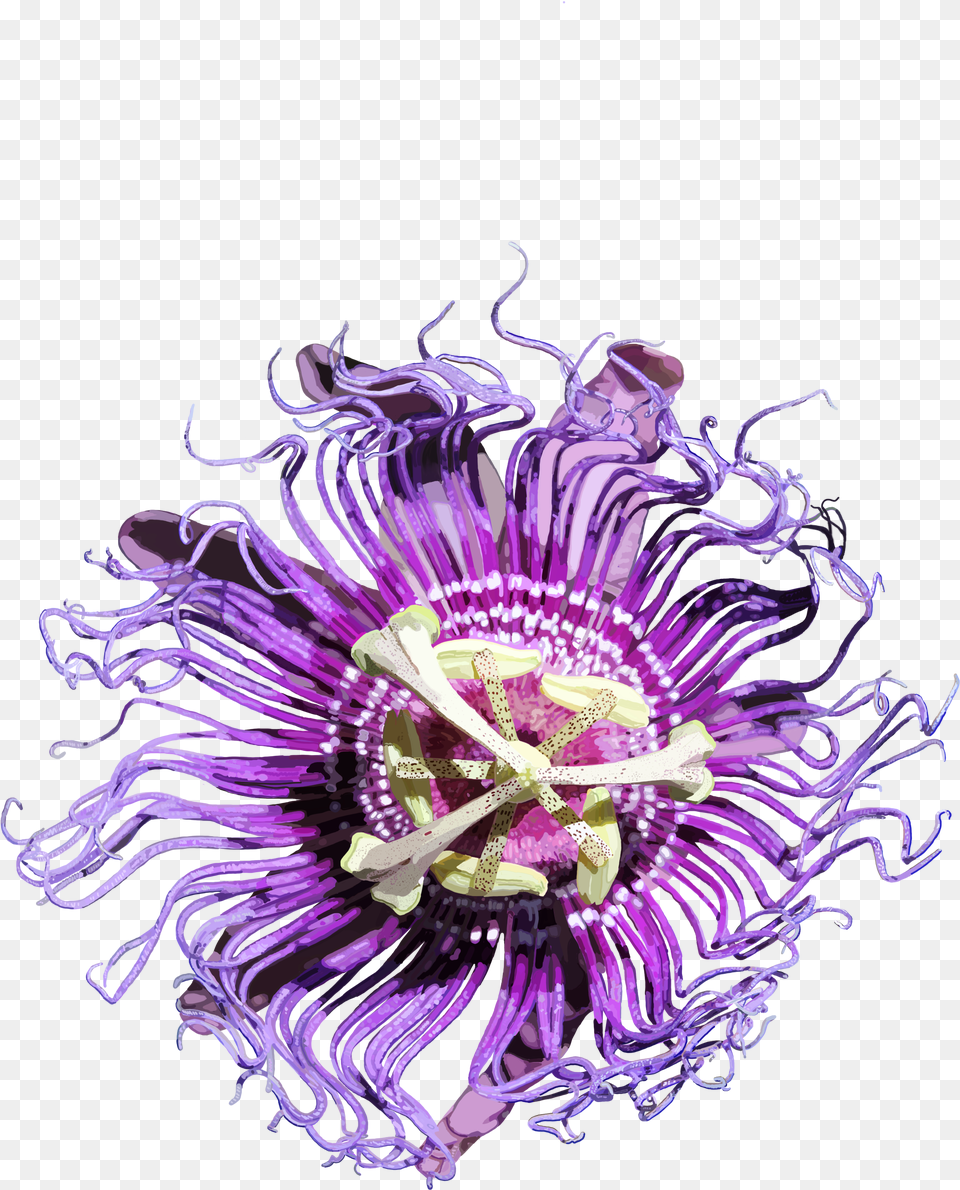 Passion Flowers Passion Flower, Anther, Plant, Pollen, Purple Free Transparent Png