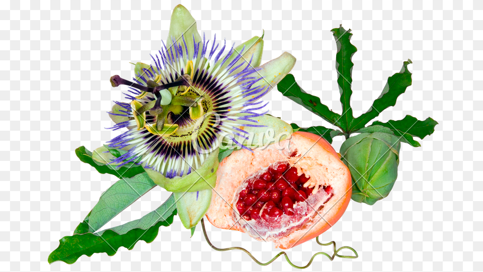 Passion Fruit, Food, Plant, Produce, Flower Png Image