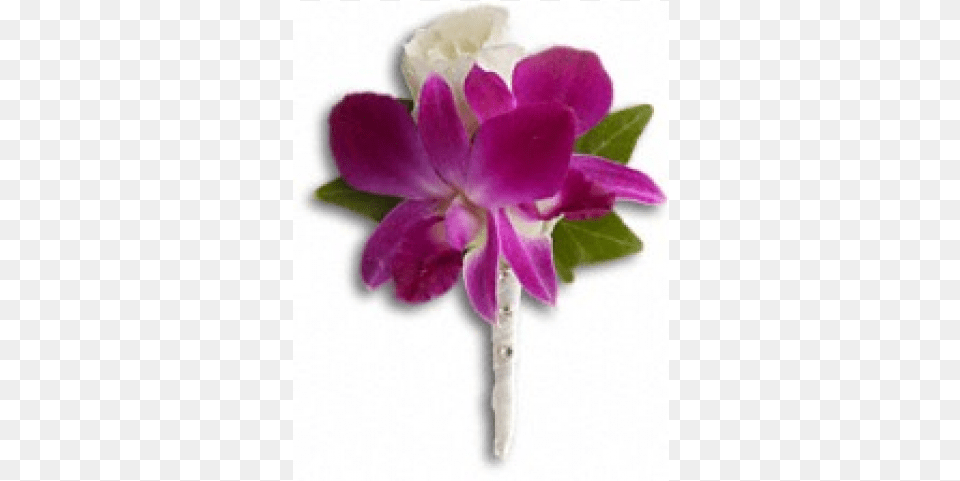Passion In Bloom Boutonniere Fresh In Fuchsia Boutonniere Standard Prom Flowers, Flower, Orchid, Petal, Plant Png Image