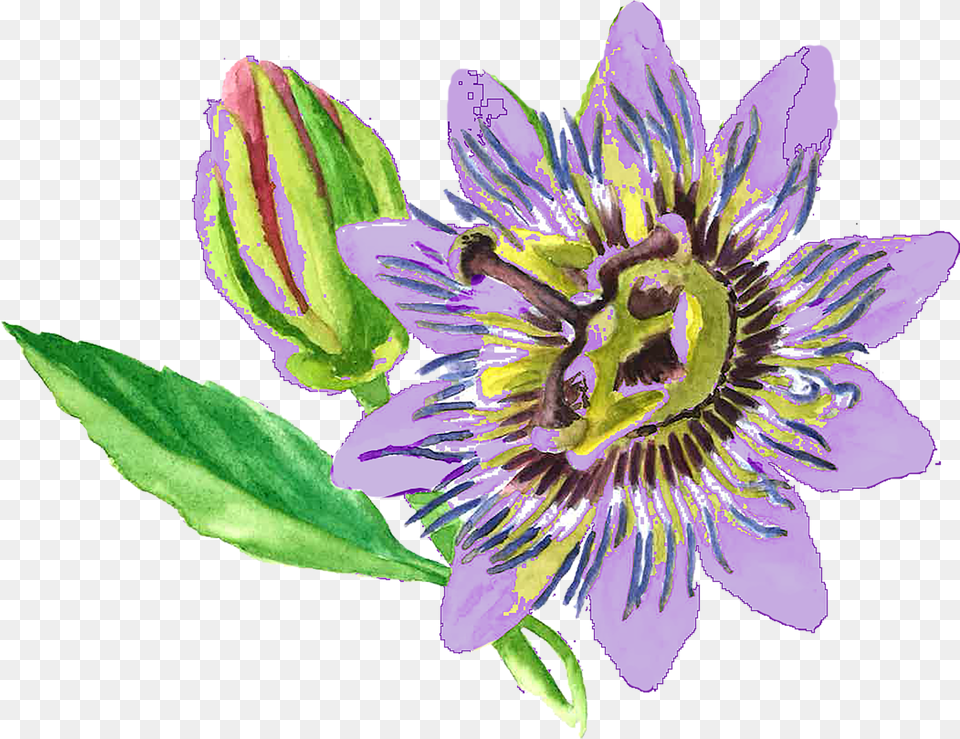 Passionflower Passion Flower, Anther, Plant, Purple, Anemone Free Transparent Png