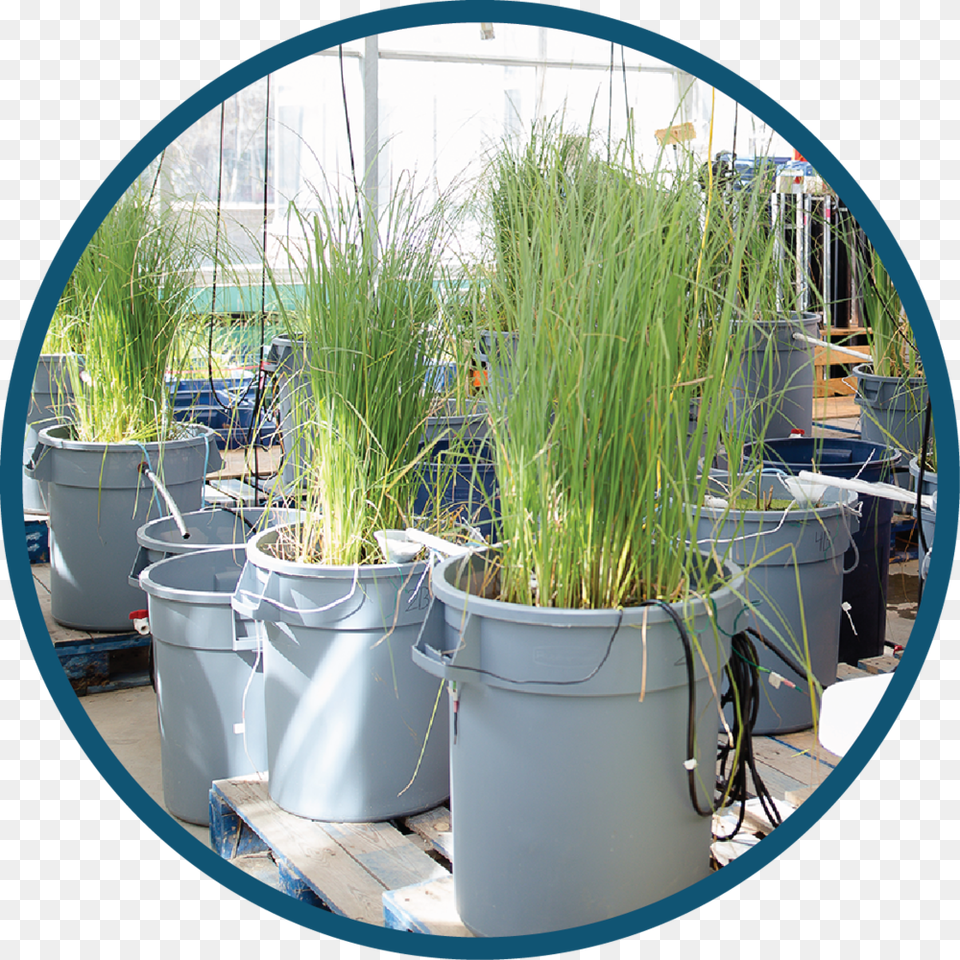 Passive Water Circle Sweet Grass, Jar, Plant, Planter, Potted Plant Free Png