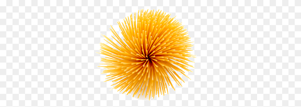 Pasta, Animal, Sea Life, Invertebrate, Urchin Png