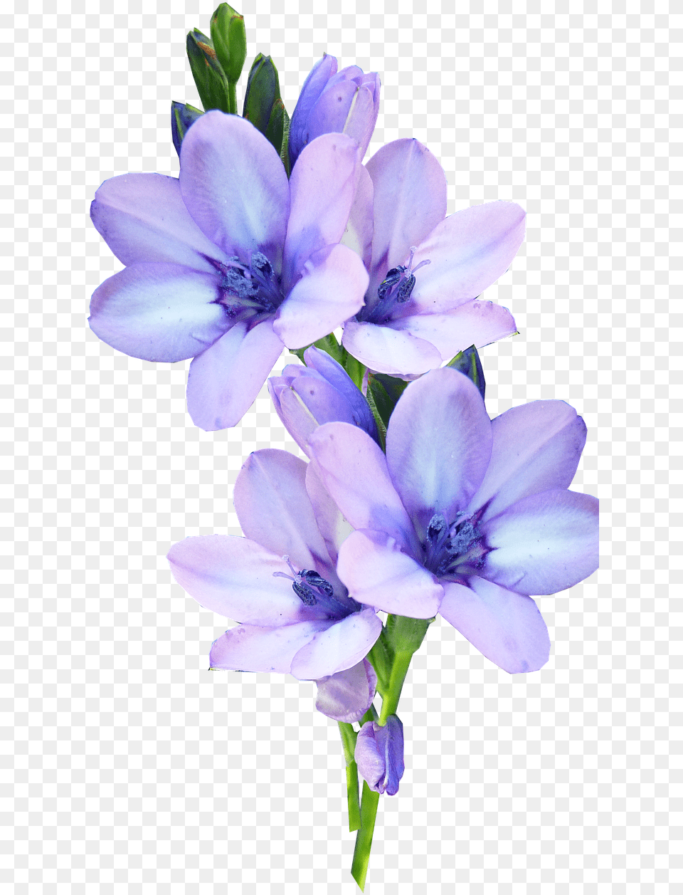 Pastel Flowers Picture Pastel Purple Flowers Transparent Background, Flower, Geranium, Plant, Petal Free Png Download