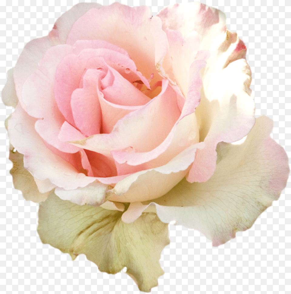 Pastel Flowers Transparent Pale Pink Flowers, Flower, Petal, Plant, Rose Png Image