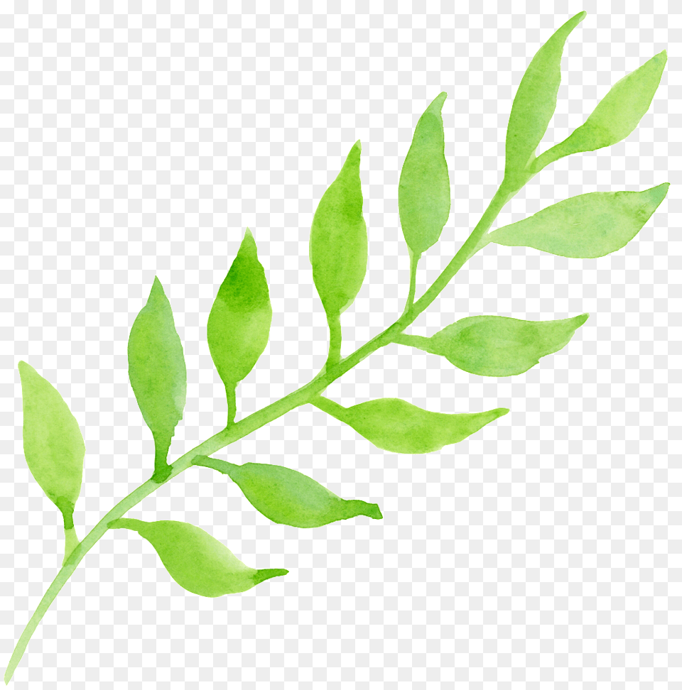 Pastel Foliage Cartoon Transparent Download Vector, Herbal, Herbs, Leaf, Plant Png