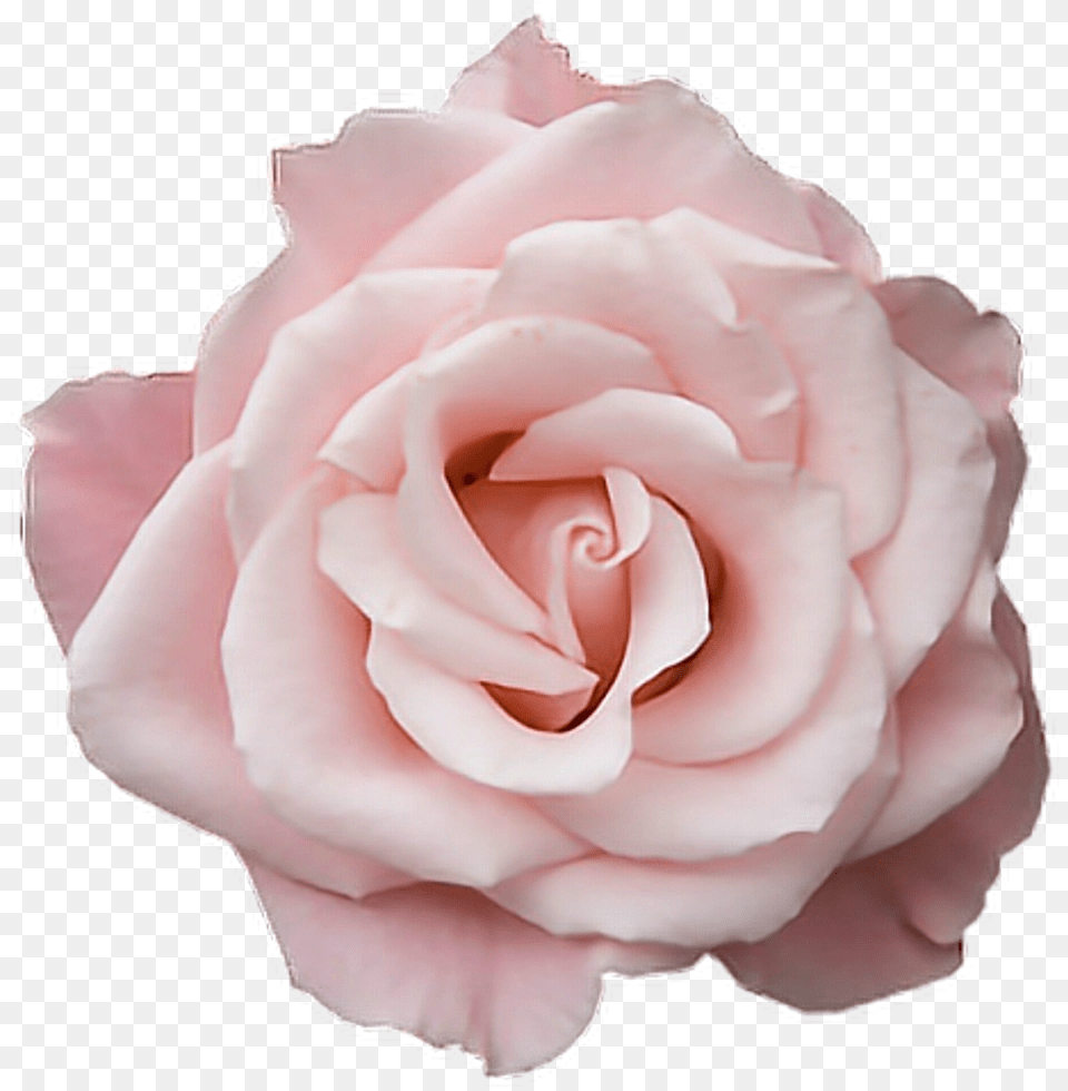 Pastel Pink Rose Aesthetic Pink Rose, Flower, Petal, Plant Png