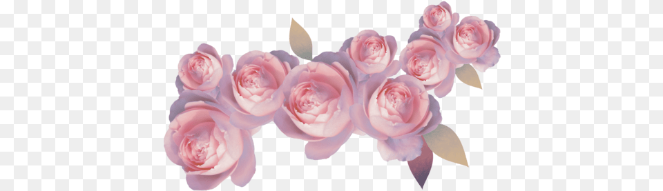 Pastel Plant 1 Image Pastel Pink Roses Transparent, Flower, Petal, Rose, Flower Arrangement Free Png Download