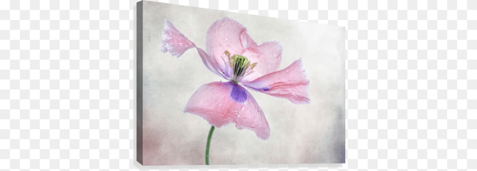Pastel Poppy Canvas Print Flower, Anther, Geranium, Petal, Plant Png