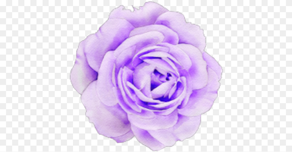 Pastel Purple Flower Sticker By Aesthetic Purple Flower, Plant, Rose, Petal Free Transparent Png