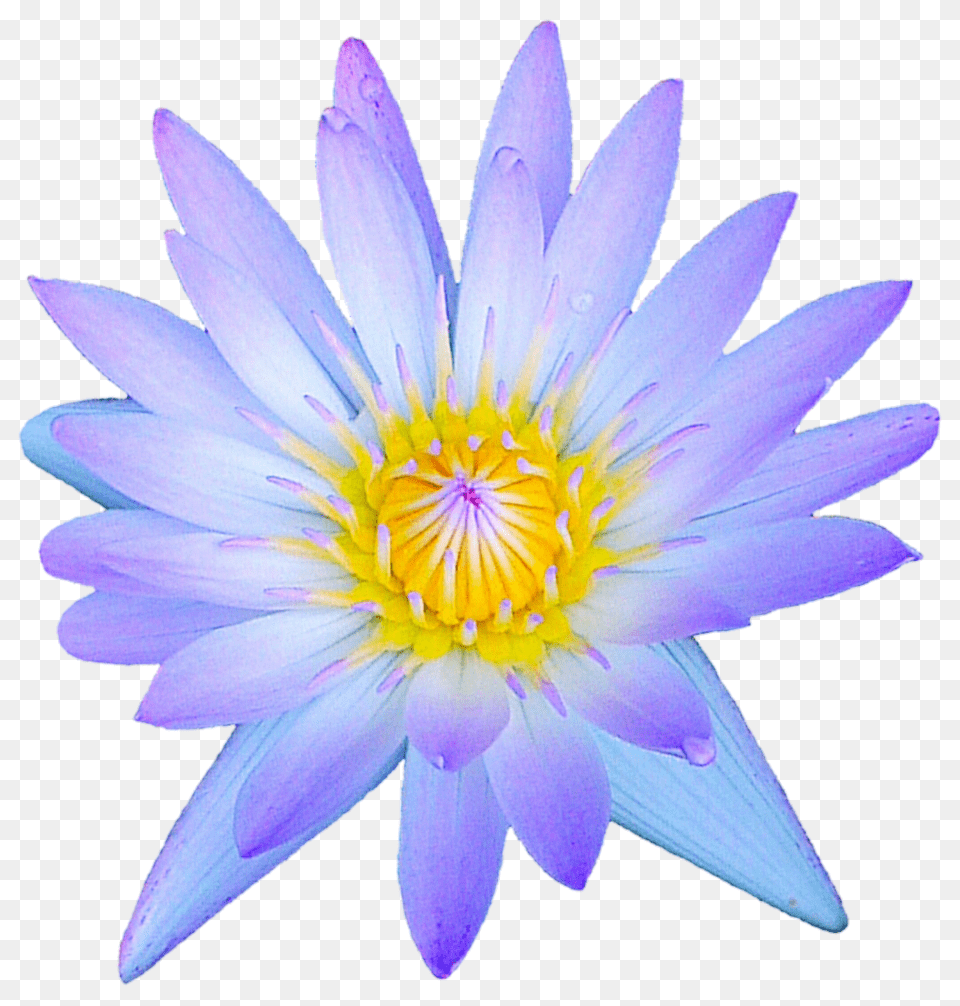 Pastel Purple Waterlily, Flower, Lily, Plant, Pond Lily Png