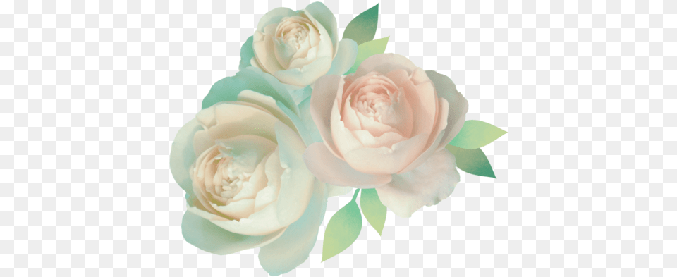 Pastel Rose Transparent, Flower, Plant, Petal Png Image