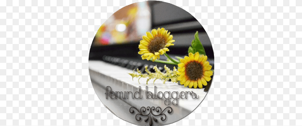 Pastelsfavor Photobucket Gerbera, Flower, Photography, Plant, Sunflower Free Transparent Png