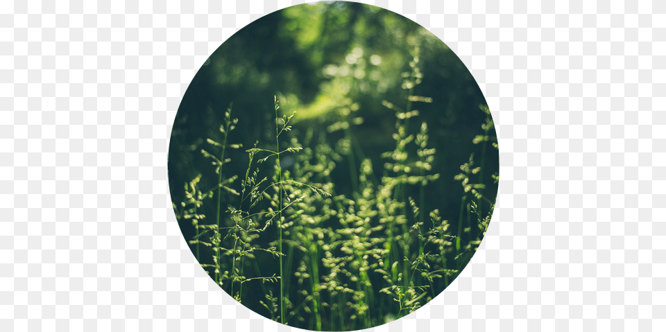 Pasto Circle, Grass, Photography, Plant, Green Png