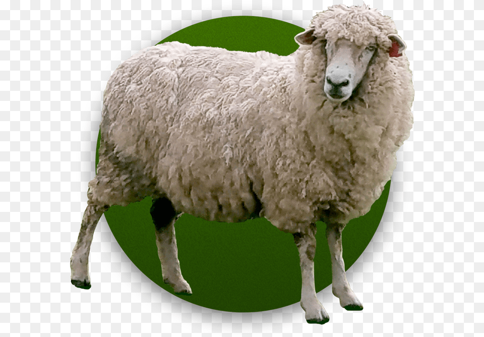 Pasture Raised Castel Del Monte, Animal, Livestock, Mammal, Sheep Free Png Download