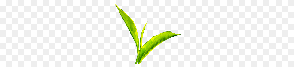Pat, Beverage, Green Tea, Leaf, Plant Free Png Download