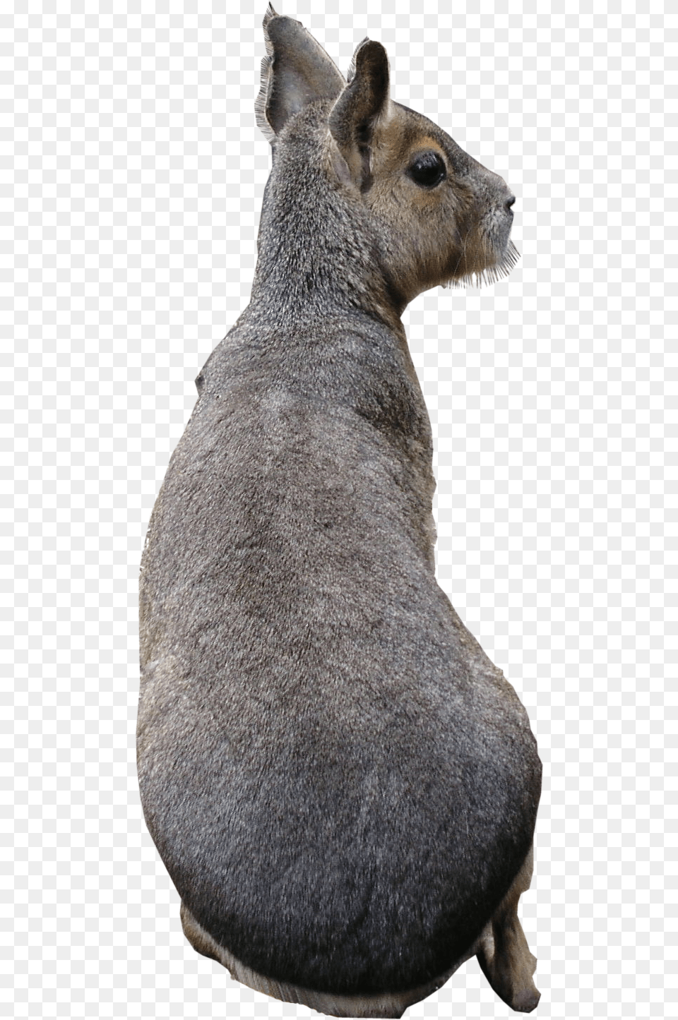 Patagonian Mara Texture, Animal, Mammal, Kangaroo Free Transparent Png