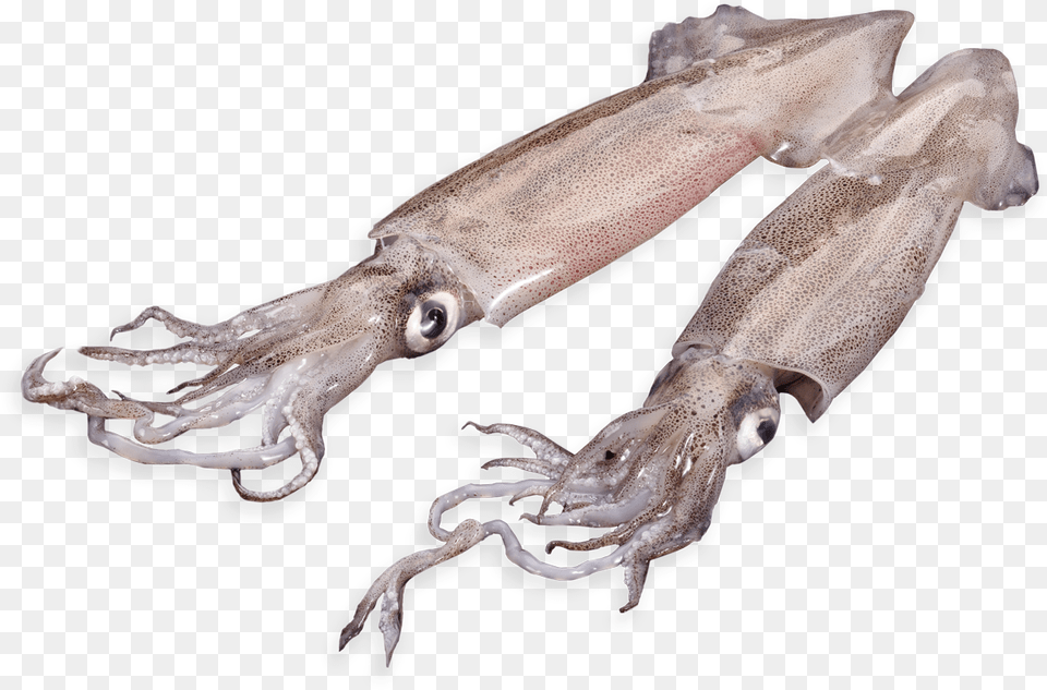 Patagonian Squid Giant Squid, Animal, Food, Sea Life, Seafood Png Image