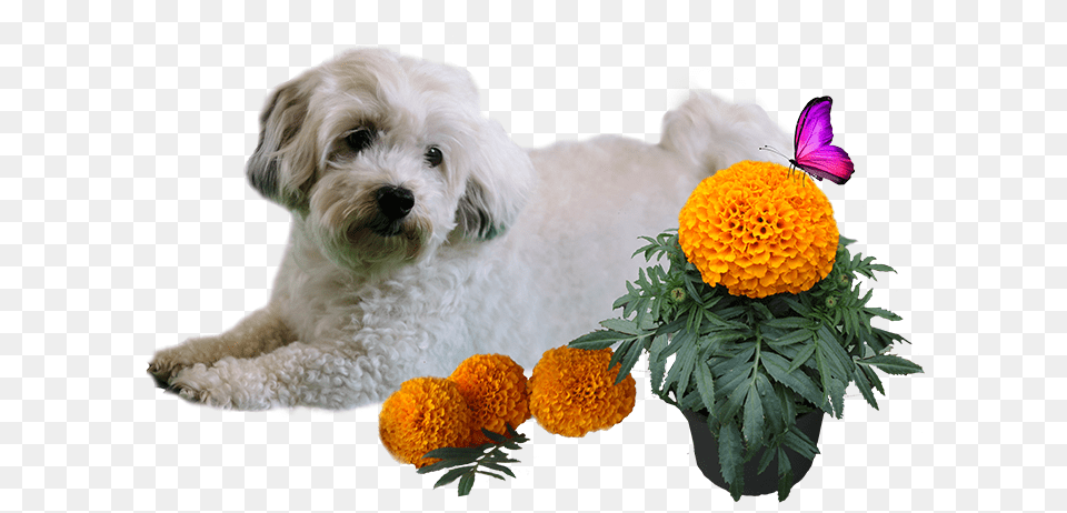 Patch And Marigold Mal Shi, Plant, Flower Arrangement, Flower, Dahlia Png