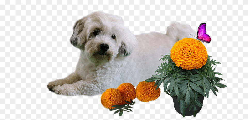 Patch Marigold, Flower Arrangement, Plant, Dahlia, Flower Free Transparent Png