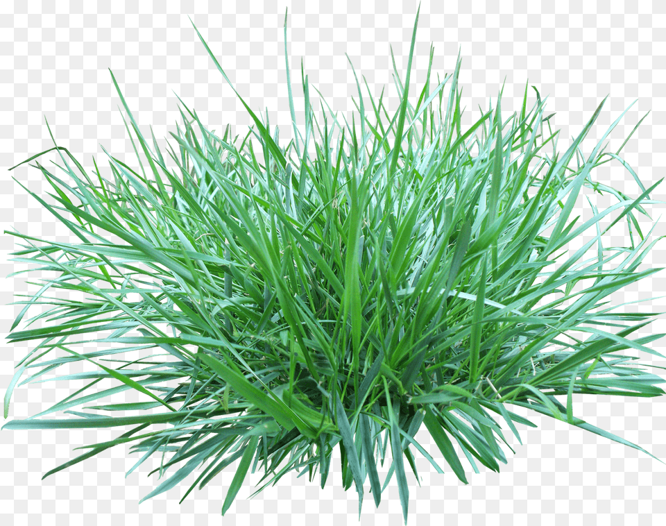 Patch Of Grass, Plant, Vegetation Png Image