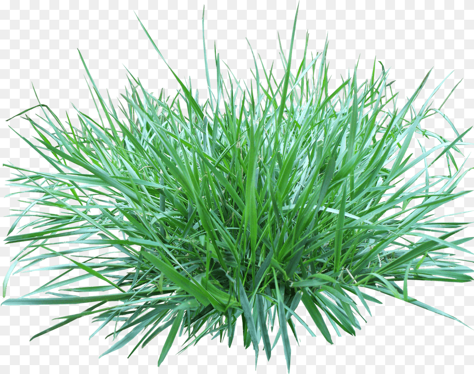 Patch Of Grass Polevica Pobegonosnaya, Plant, Vegetation Png Image