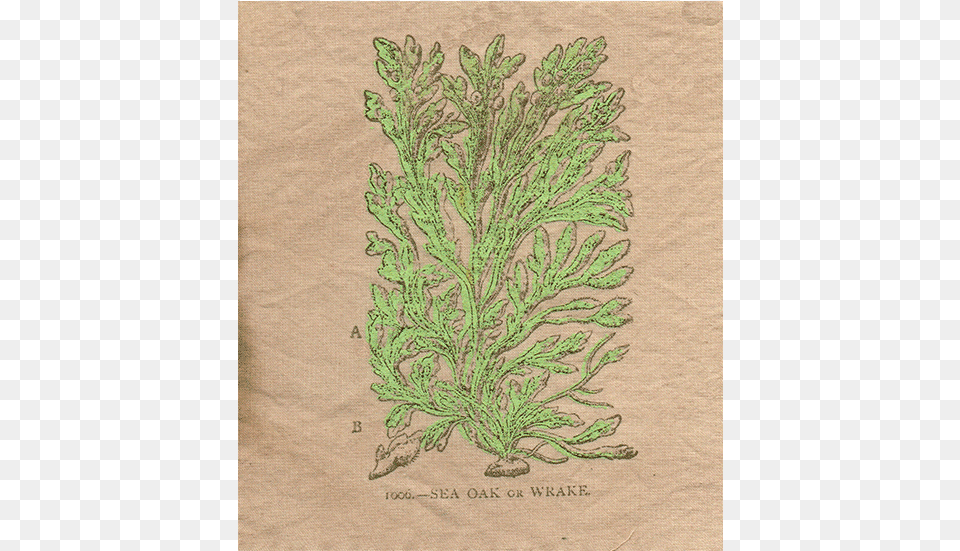 Patch One Thuya, Embroidery, Pattern, Plant, Herbal Free Png
