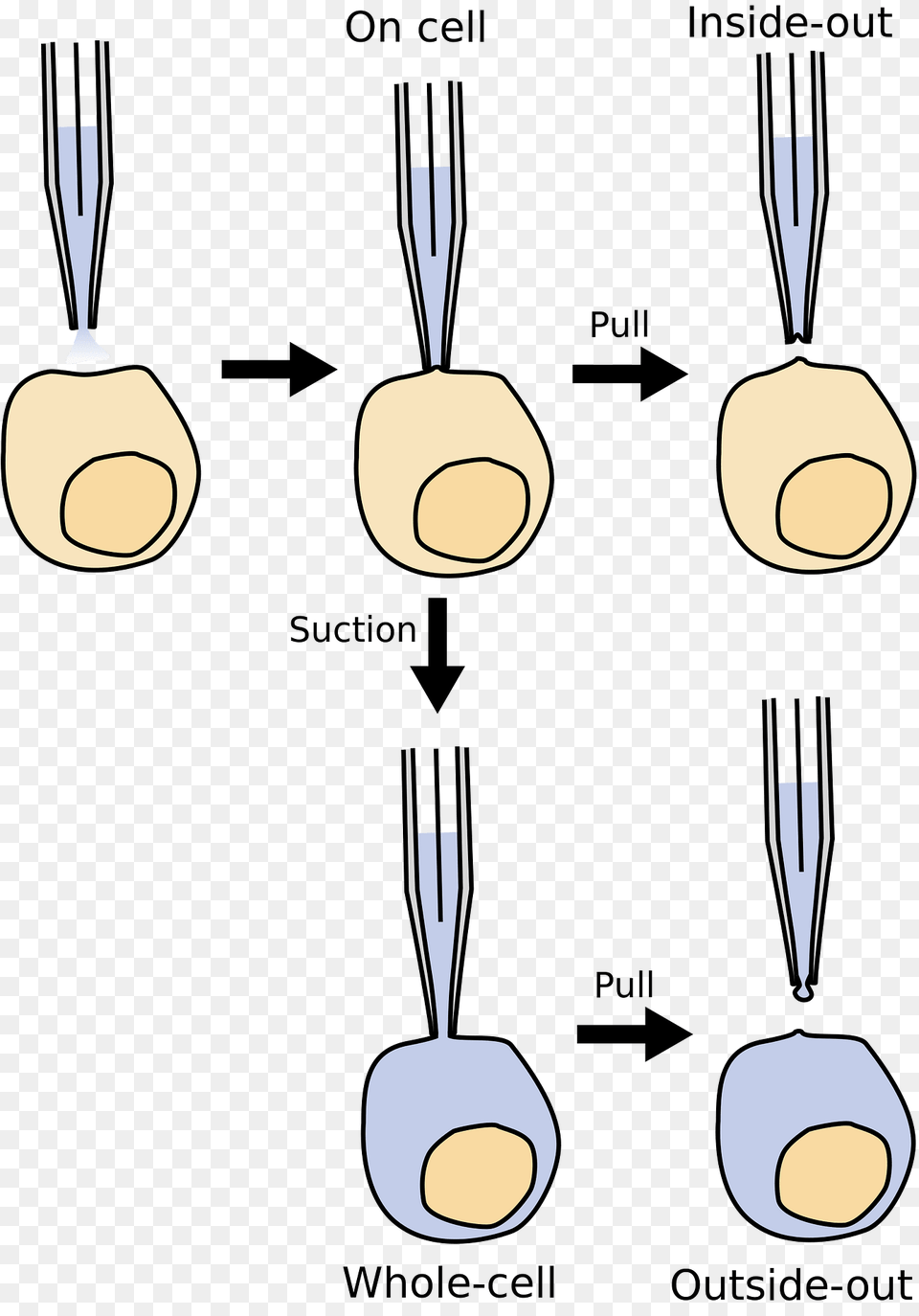 Patchmodes Clipart, Cutlery, Fork Png Image