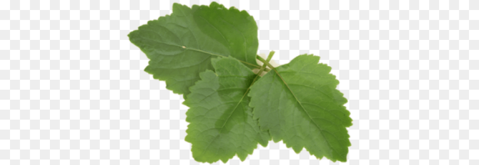 Patchouli Transparent, Herbal, Herbs, Leaf, Plant Png Image