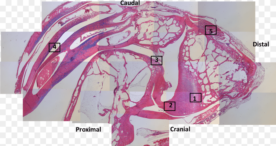 Patchwork Of Histology Slide Images From A Guineafowl39s Visual Arts, Person Png Image
