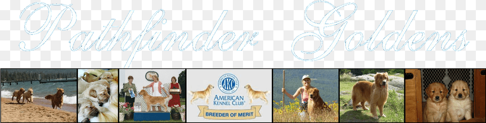Pathfinder Goldens Golden Retriever, Animal, Canine, Dog, Mammal Png