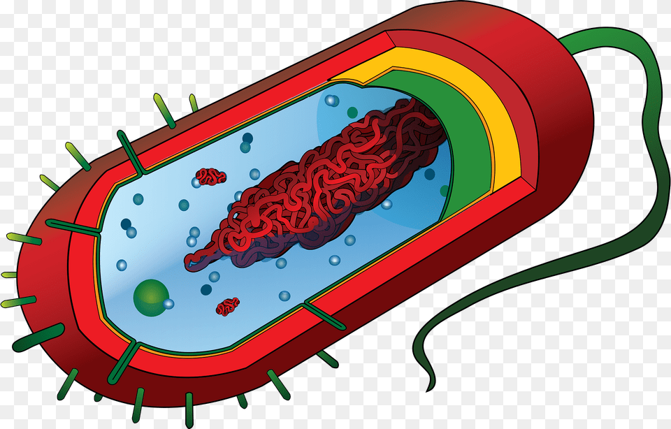 Pathogen Clipart, Dynamite, Weapon, Tub Free Transparent Png